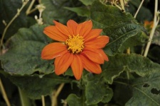 image of flower