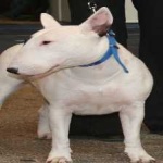 image of animal