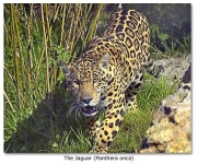 image of jaguar_car