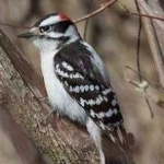 image of bird