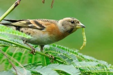 image of brambling
