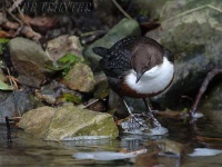 image of water_ouzel