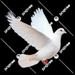 image of dove