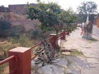 image of langur