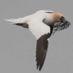 image of bird
