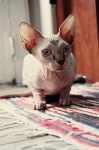 image of sphynx #20