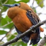 image of bird