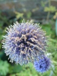 image of flower