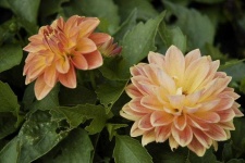 image of flower
