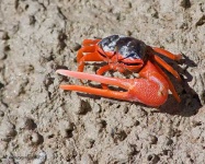 image of fiddler_crab #30