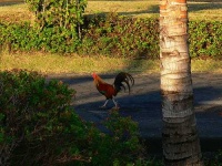 image of cock