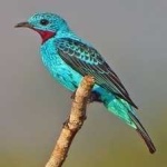 image of bird
