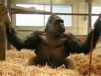 image of gorilla #2