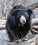 image of sloth_bear #12
