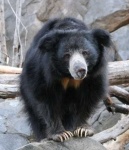 image of sloth_bear