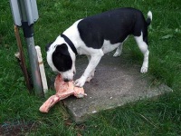 image of staffordshire_bullterrier #19