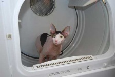image of animal