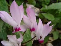 image of flower