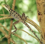 image of green_lizard