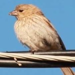 image of bird