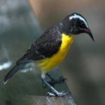 image of bananaquit #17