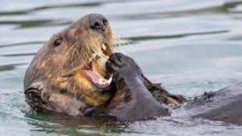 image of animal