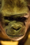 image of animal