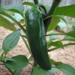 image of jalepeno #3