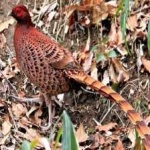 image of bird