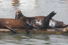 image of sea_lion