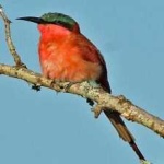 image of bird