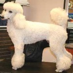 image of poodle #27
