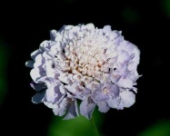 image of flower