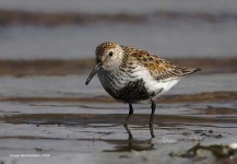 image of red_backed_sandpiper #5