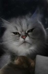 image of persian_cat #28