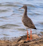 image of redshank