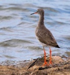 image of redshank #15