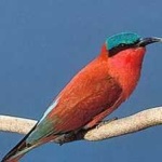 image of bird