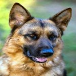 image of german_sheperd #20