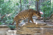 image of jaguar_car