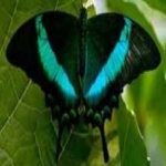 image of banded_butterfly #107