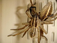 image of wolf_spider