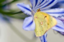 image of sulphur_butterfly