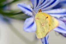 image of sulphur_butterfly #12