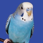 image of parakeet
