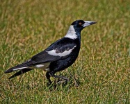 image of magpie