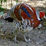 image of bird
