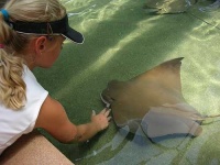 image of stingray
