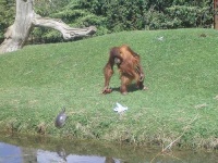 image of orangutan