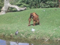 image of orangutan #9